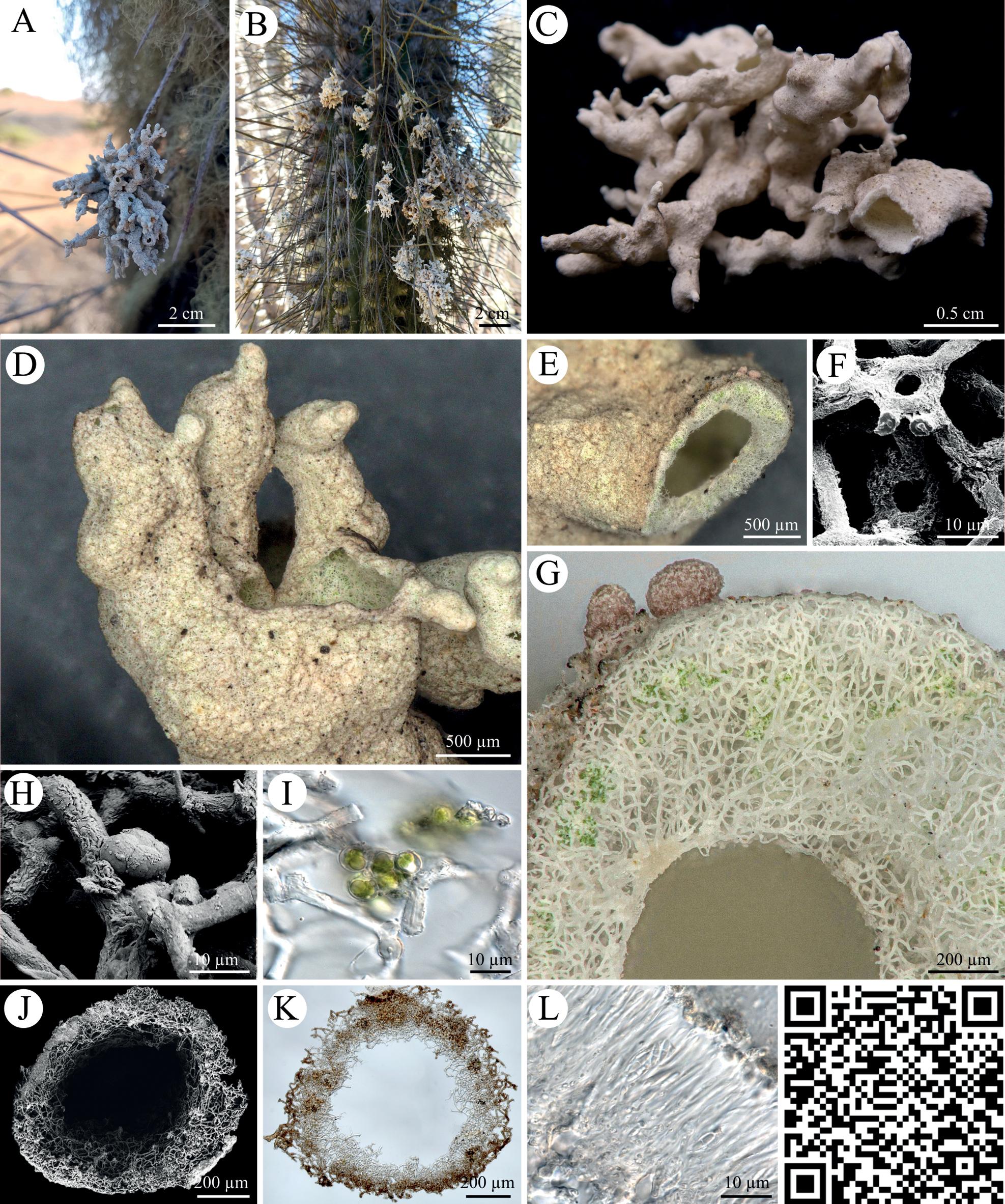 Roccellinastrum, Cenozosia and Heterodermia: Ecology and phylogeny ...
