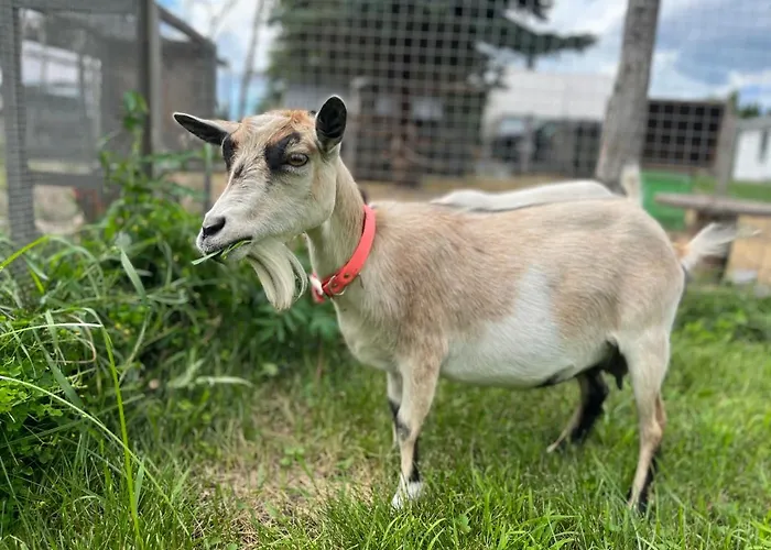 Gîte - La ruée vers l’orge Trois-Rivières acceptant les animaux