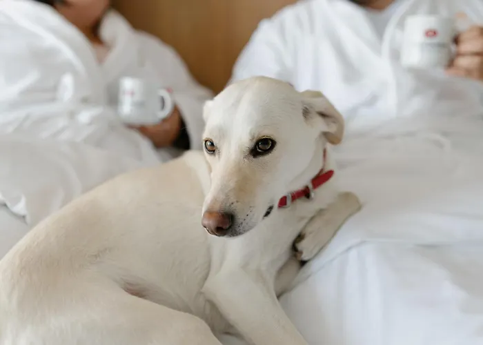 Hôtels Avec Piscine à Trois-Rivières